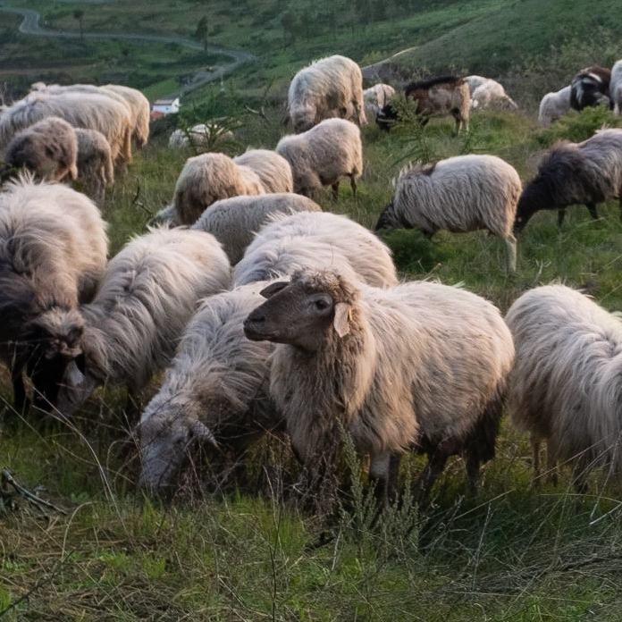 Rebaño de ovejas pastando en una dehesa.